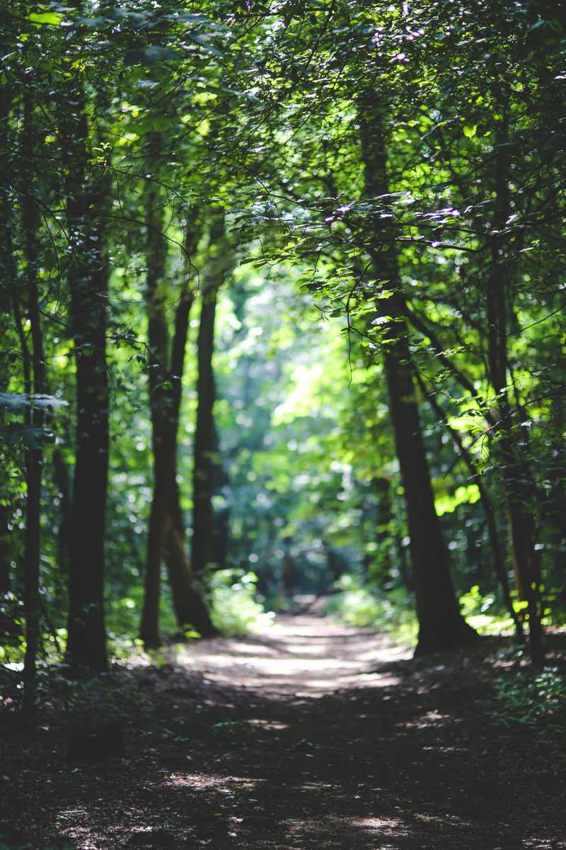 path through trees in forrest